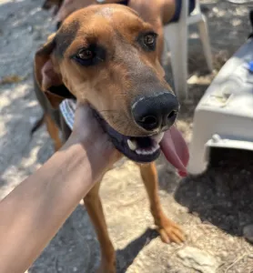 Adoptie hond Hunter dogs