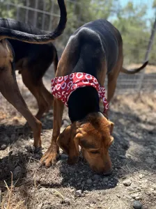Adoptie hond Hunter dogs