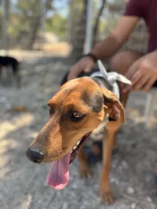 Adoptie hond Hunter dogs