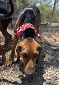 Adoptie hond Hunter dogs