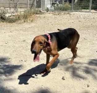 Adoptie hond Hunter dogs