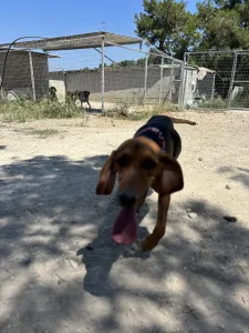 Adoptie hond Hunter dogs