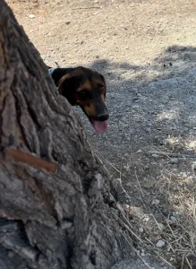 Adoptie hond Hunter dogs