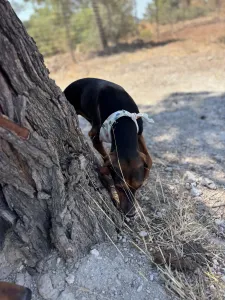 Adoptie hond Hunter dogs