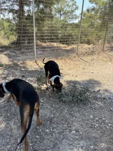 Adoptie hond Hunter dogs