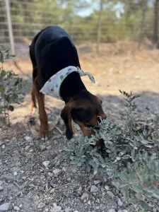 Adoptie hond Hunter dogs