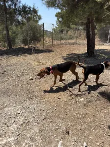 Adoptie hond Hunter dogs