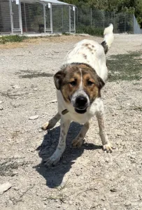 Adopt Alfi