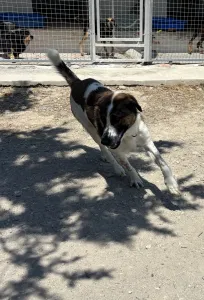 Adopt Alfi