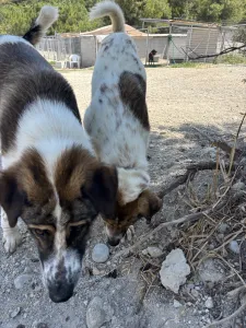 Adopt Alfi