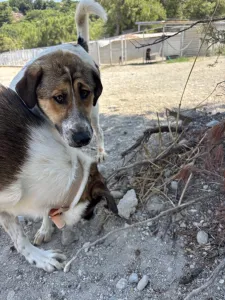 Adopt Vivi