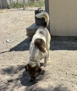 Adopt Alfi