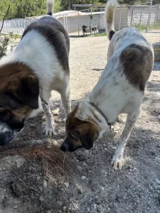 Adopt Vivi