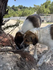 Adopt Vivi