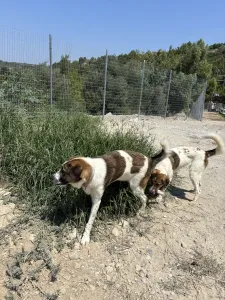Adopt Alfi