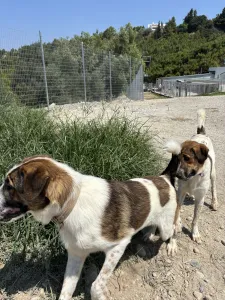 Adopt Alfi