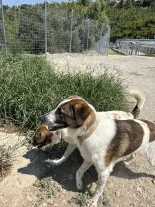 Adopt Alfi