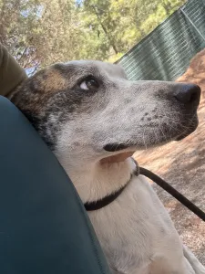 Adopt Max