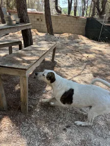 Adopt Max