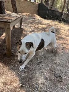 Adopt Max