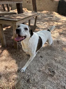 Adopt Max