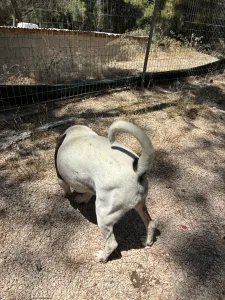 Adopt Max