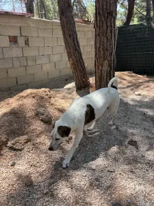 Adopt Max
