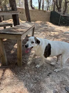 Adopt Max