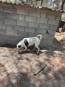 Adopt Max