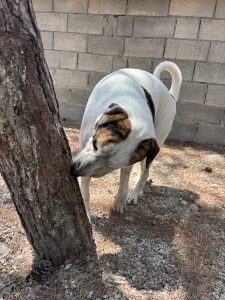 Adopt Max