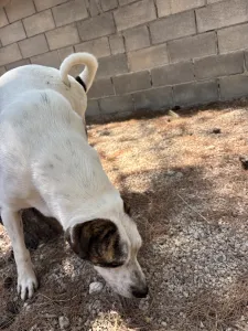 Adopt Max