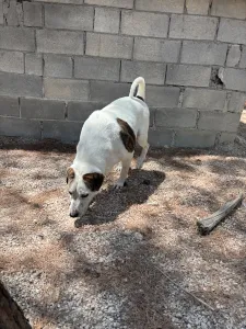 Adopt Max
