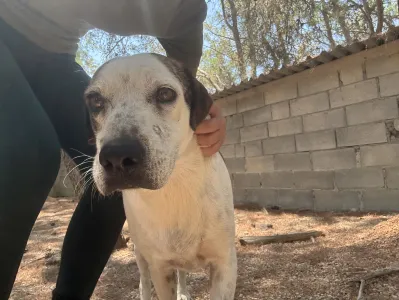 Adopt Max