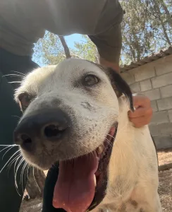 Adopt Max
