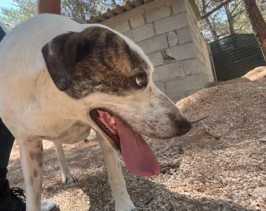 Adopt Max