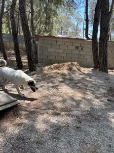 Adopt Max