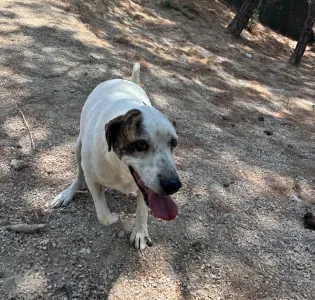 Adopt Max