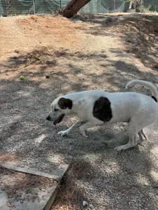 Adopt Max