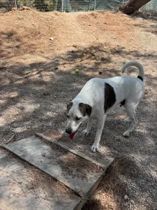Adopt Max