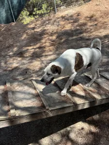 Adopt Max