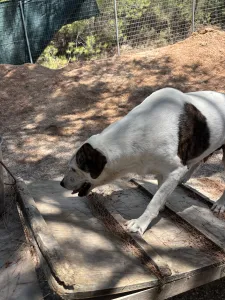 Adopt Max
