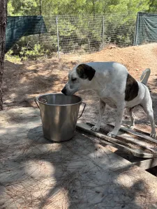 Adopt Max