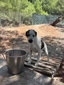 Adopt Max