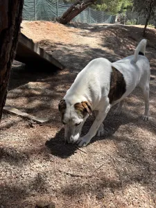 Adopt Max