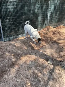 Adopt Max