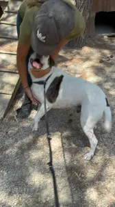 Adopt Max