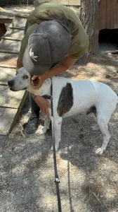 Adopt Max