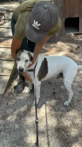 Adopt Max
