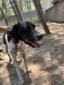 Adopt Konala