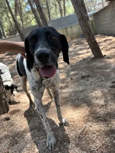 Adopt Konala